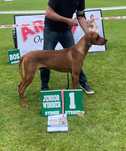 Rhodesian Ridgeback Likwidacja Hodowli Młodzieżowy Champion Polski FCI