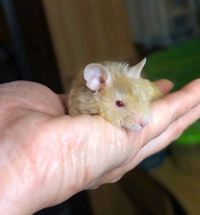 Миші, мишки, мишенята. Пухнасті та атласні. Декоративні мишки