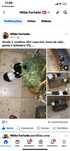 Coelhos anã tem 1 mês  25€ cada ,gaiola 22€ bebidouro 5€