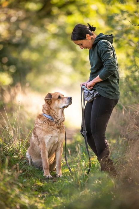 Ryan- duży, spokojny i przyjazny psiak do adopcji.