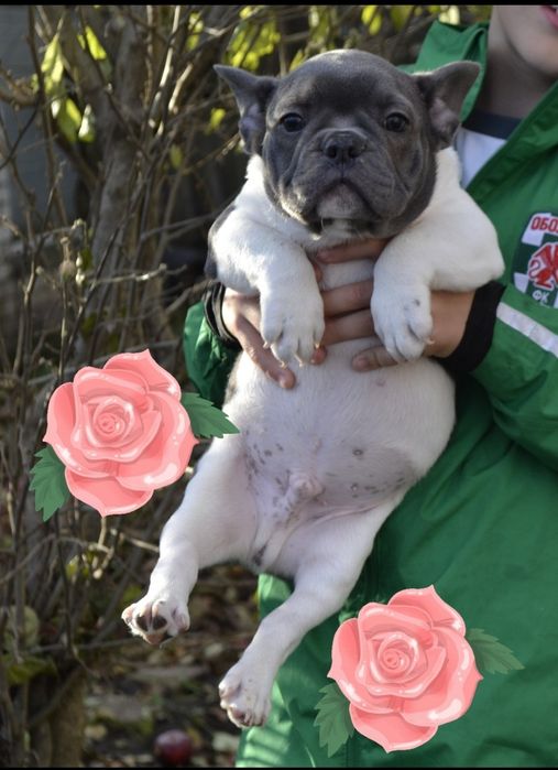 Французький бульдог !