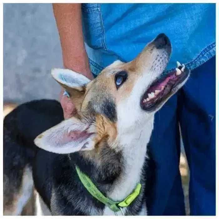 Молодая собака в добрые руки