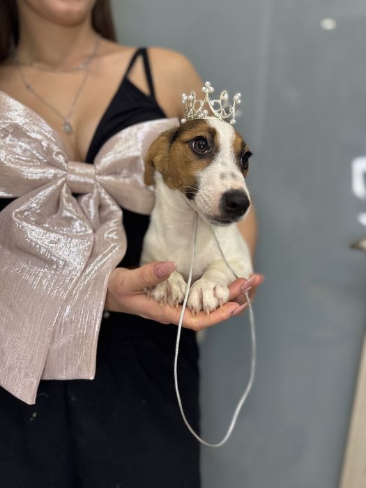 Джек рассел терьер- справжня красуня