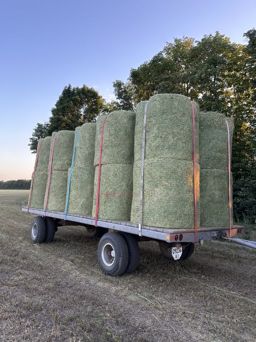 Сіно люцерни в круглих тюках. Укос 2025