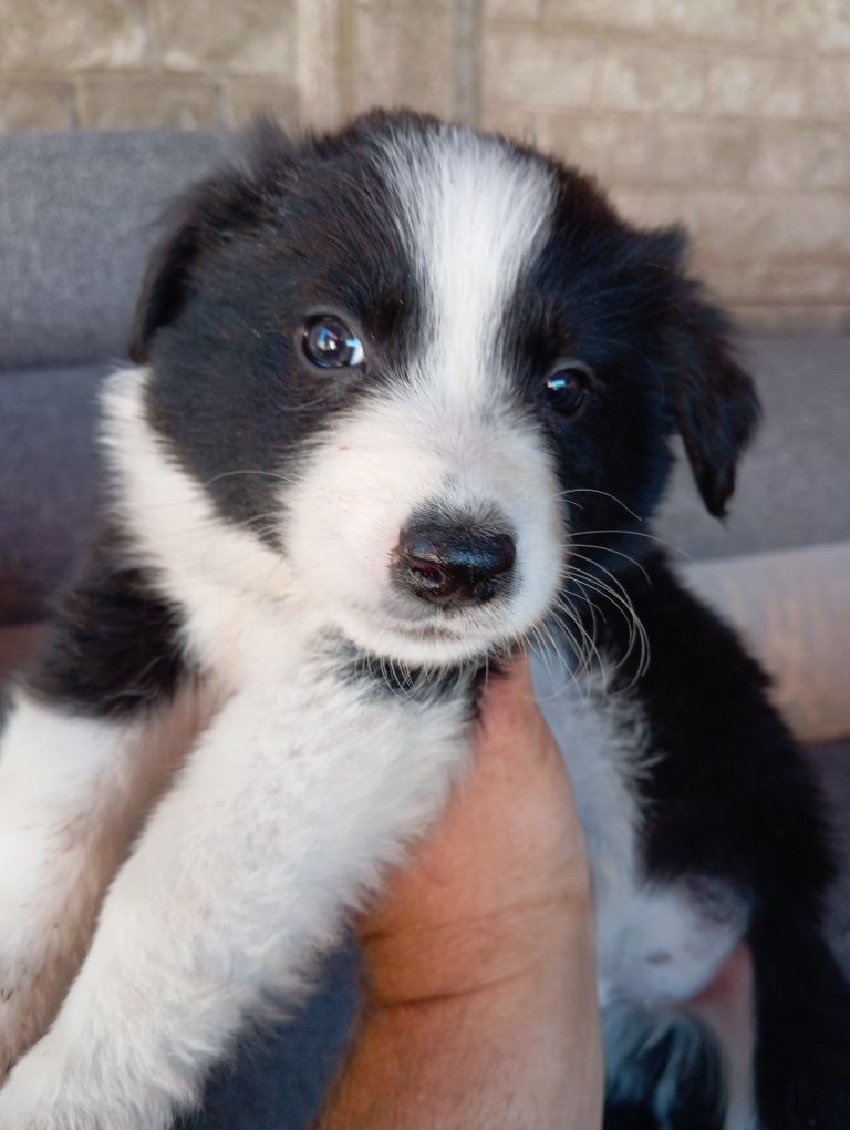 Piesek border collie