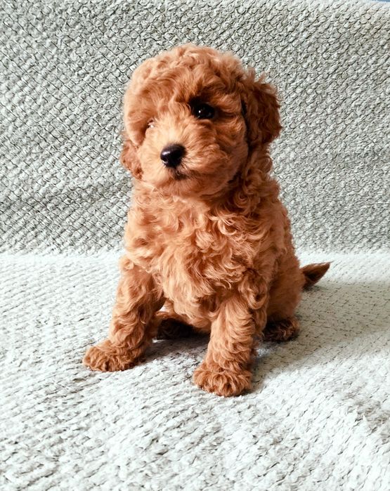 Той пудель. Чудовий хлопчик