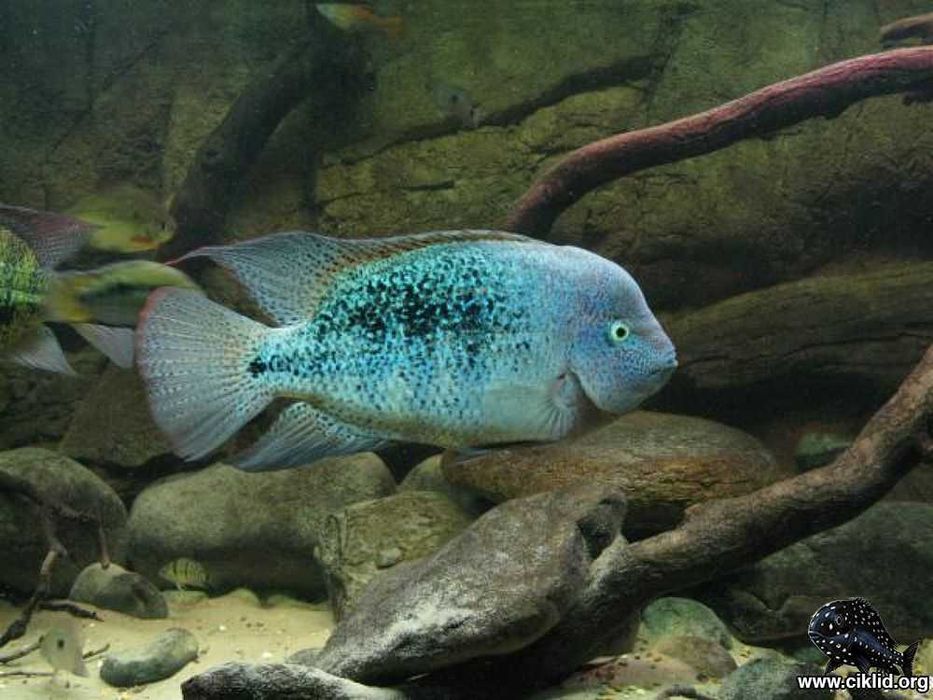 Цихлазомы южноамериканские