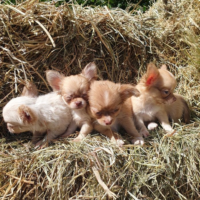 Длинношерстные мальчики чихуахуа