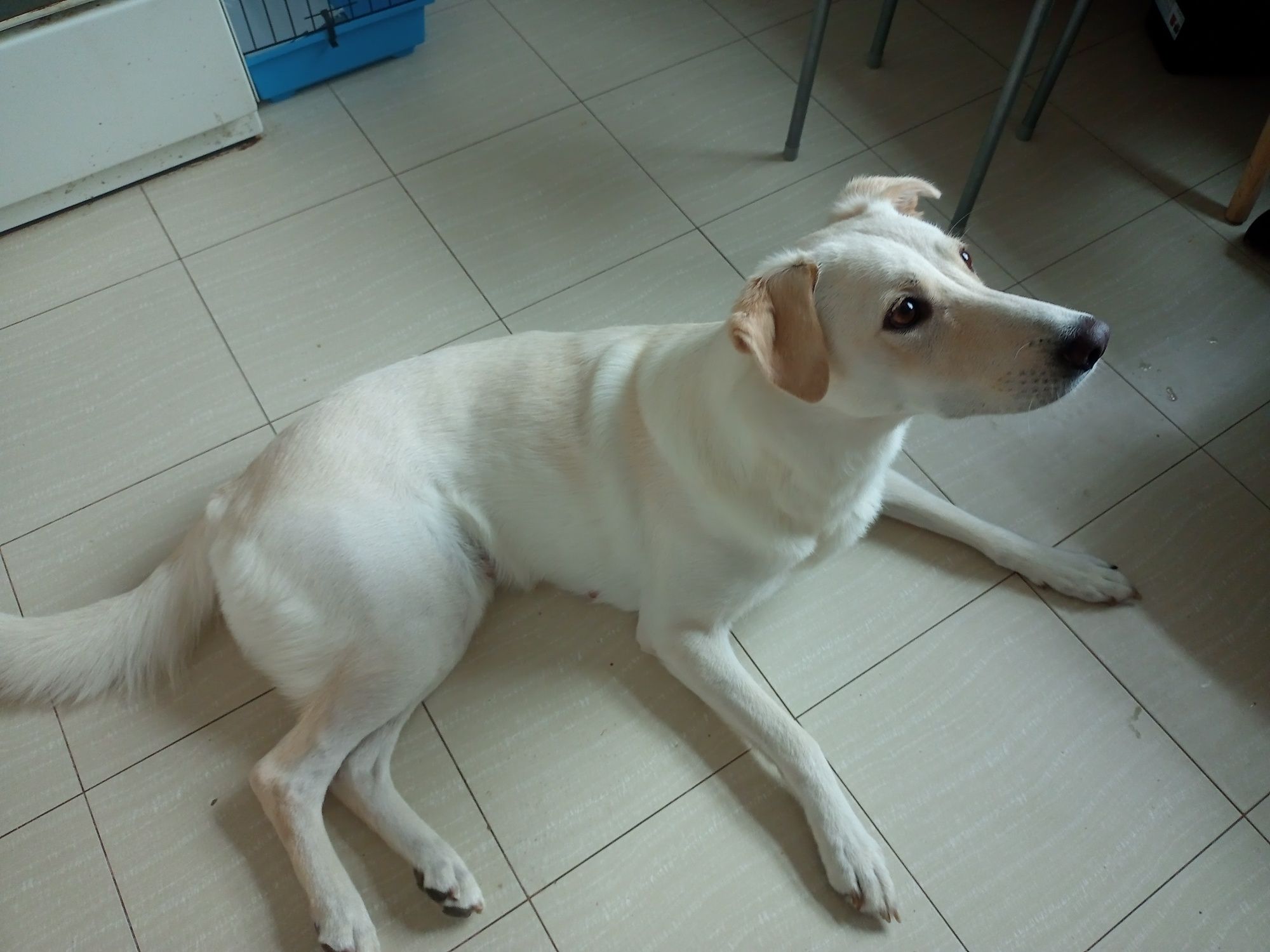 Labrador    suka