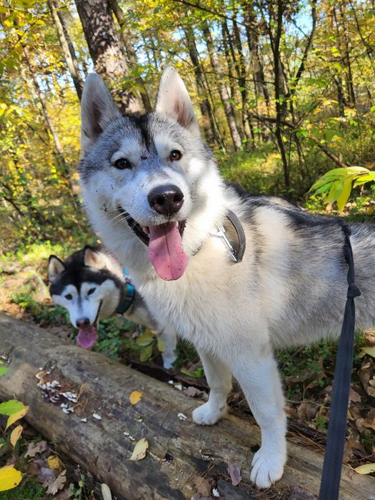 Suczka Siberian Husky szczenię zkwp fci