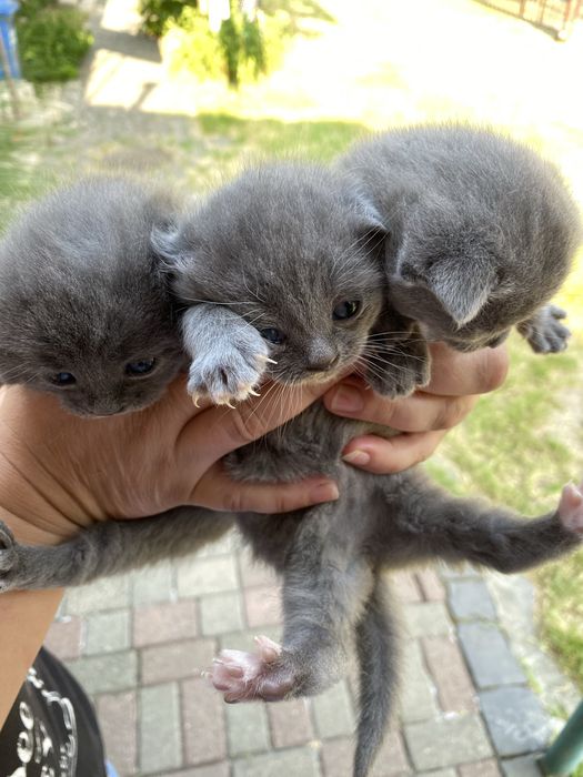 Кошеня, Британська весловуха