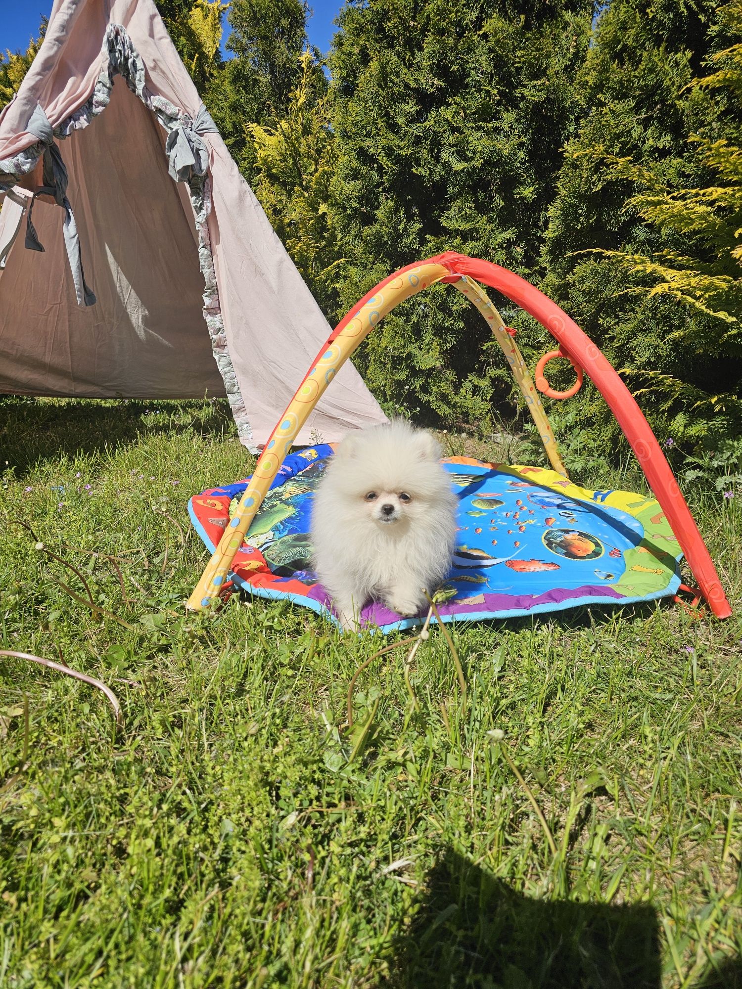 Szpic miniaturowy chłopczyk pomeranian