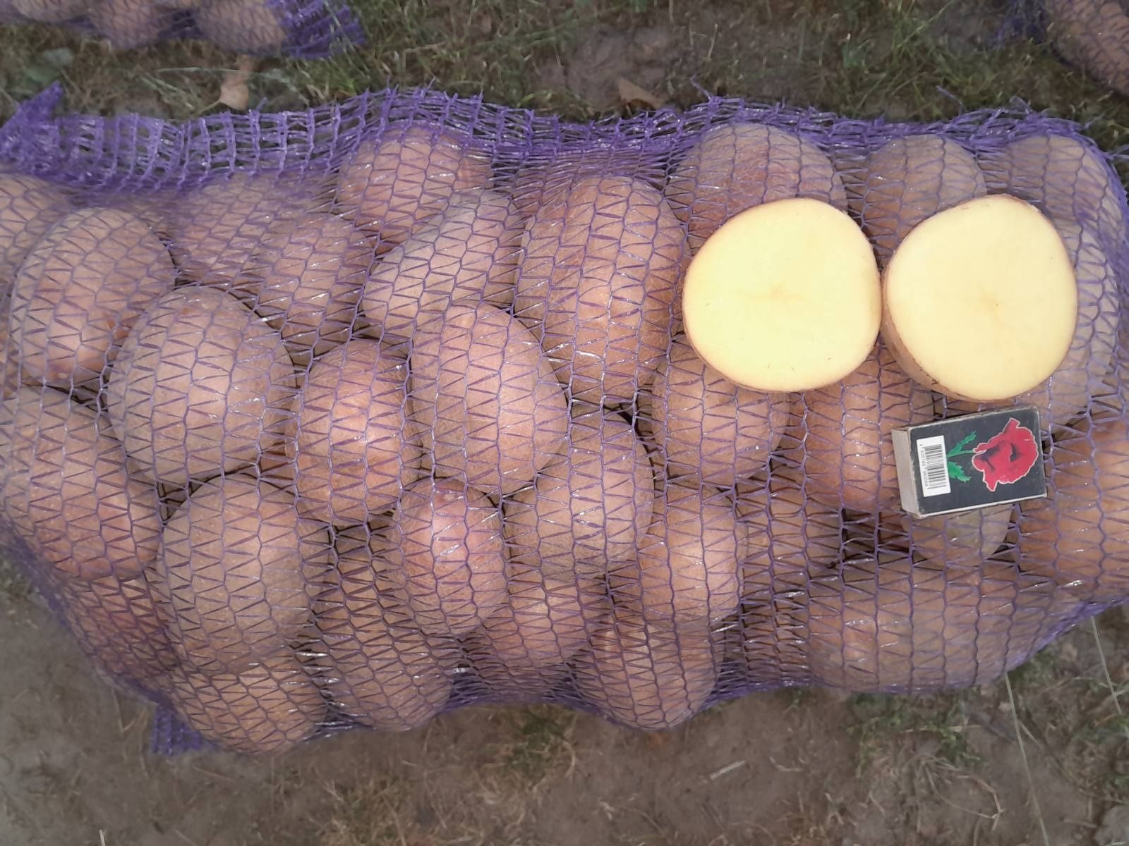 Продам картоплю сорти Бела роса Гранада