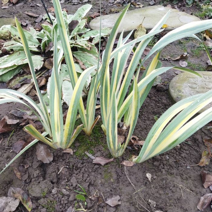 Рослина варієгантний ірис