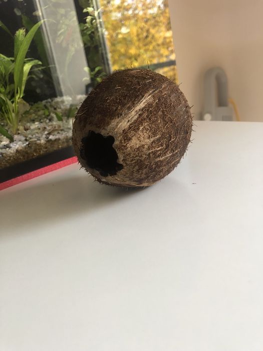 Kokos do akwarium