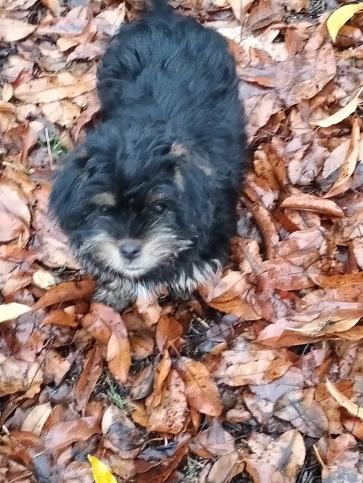 Oddam za darmo dwa pieski