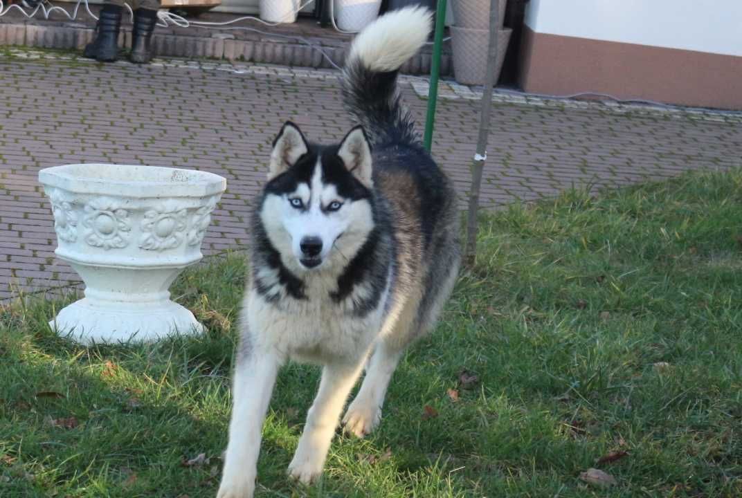 pies rasy siberian husky