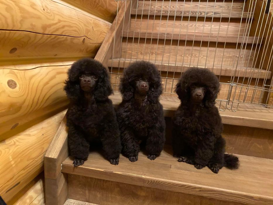 brązowy pudel fci 7m