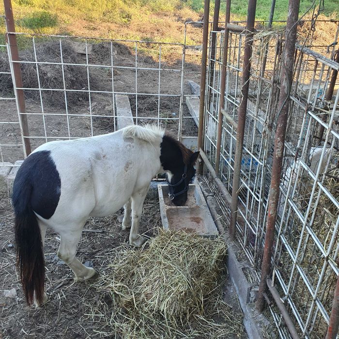 Vendo ponei femea mansinha