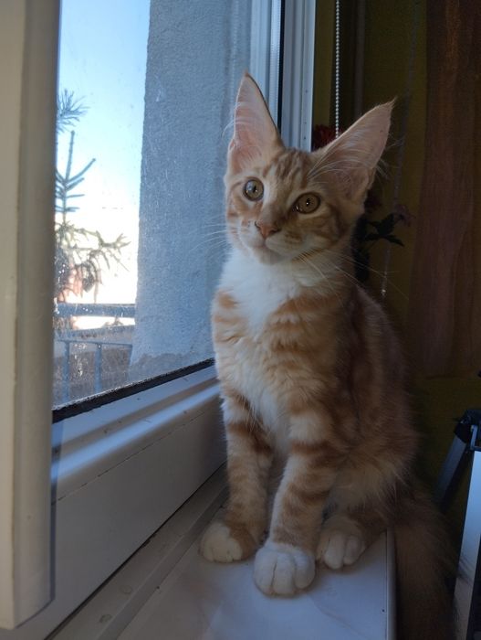 Maine Coon kocurek