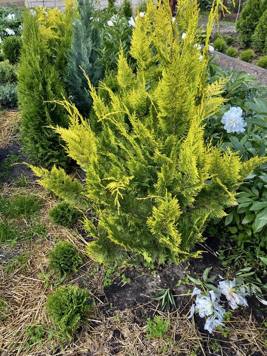 Туя смарагд Колумна Брабант Кипарисовик Лавсона Ялинка Коніка Дейзі