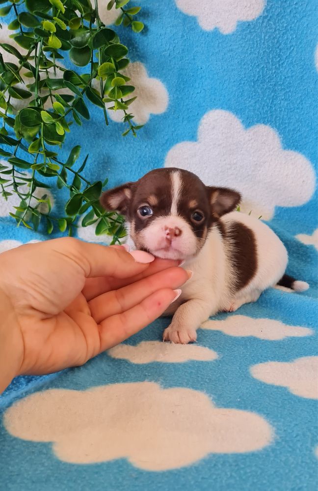 Excelente chocolatinho Chihuahua/Chiuaua de Qualidade
