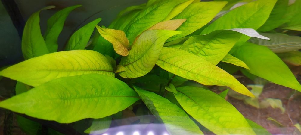 Hygrophilia Corymbosa