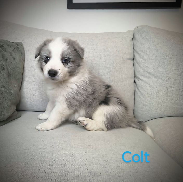 Border Collie Piesek Blue Merle Badania