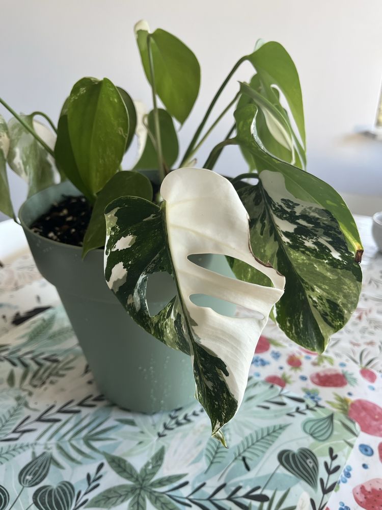 Monstera Variegata