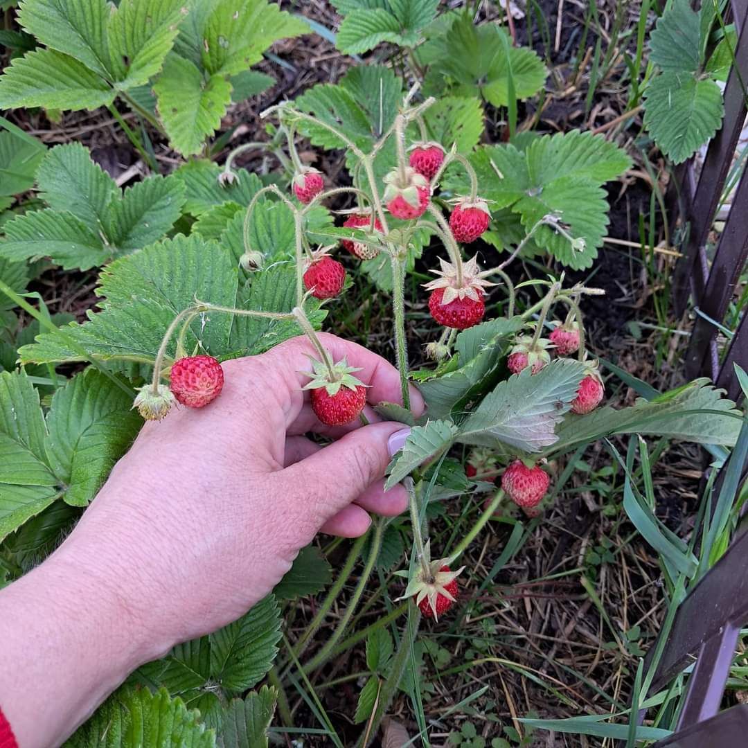 Продам ранню полуницю