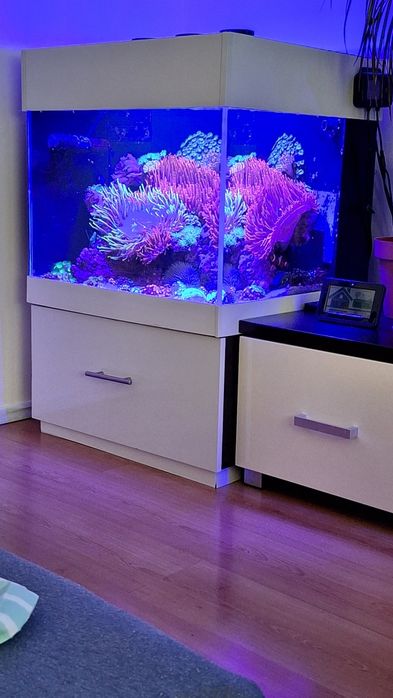 Akwarium morskie 65x60x50 komplet.