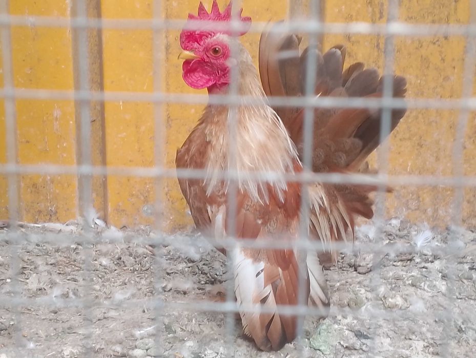 Serama malezyjska para