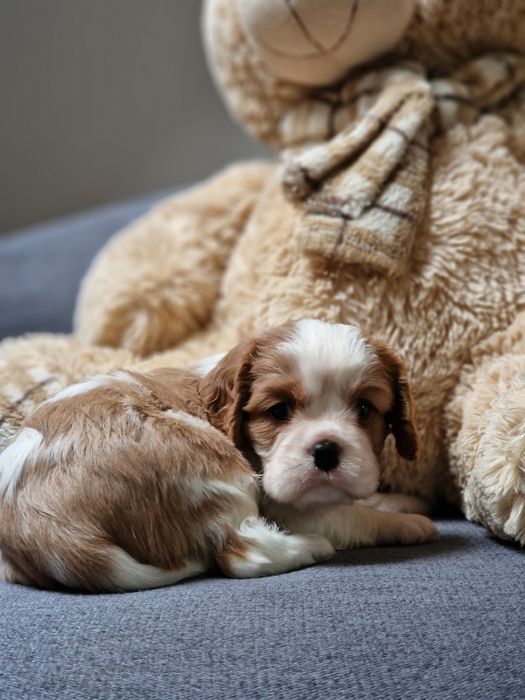 Хлопчик Кавалер Кінг Чарльз спаніель FCI- КСУ