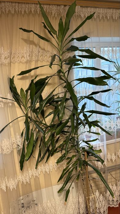 Продам пальму Драцена Dracaena