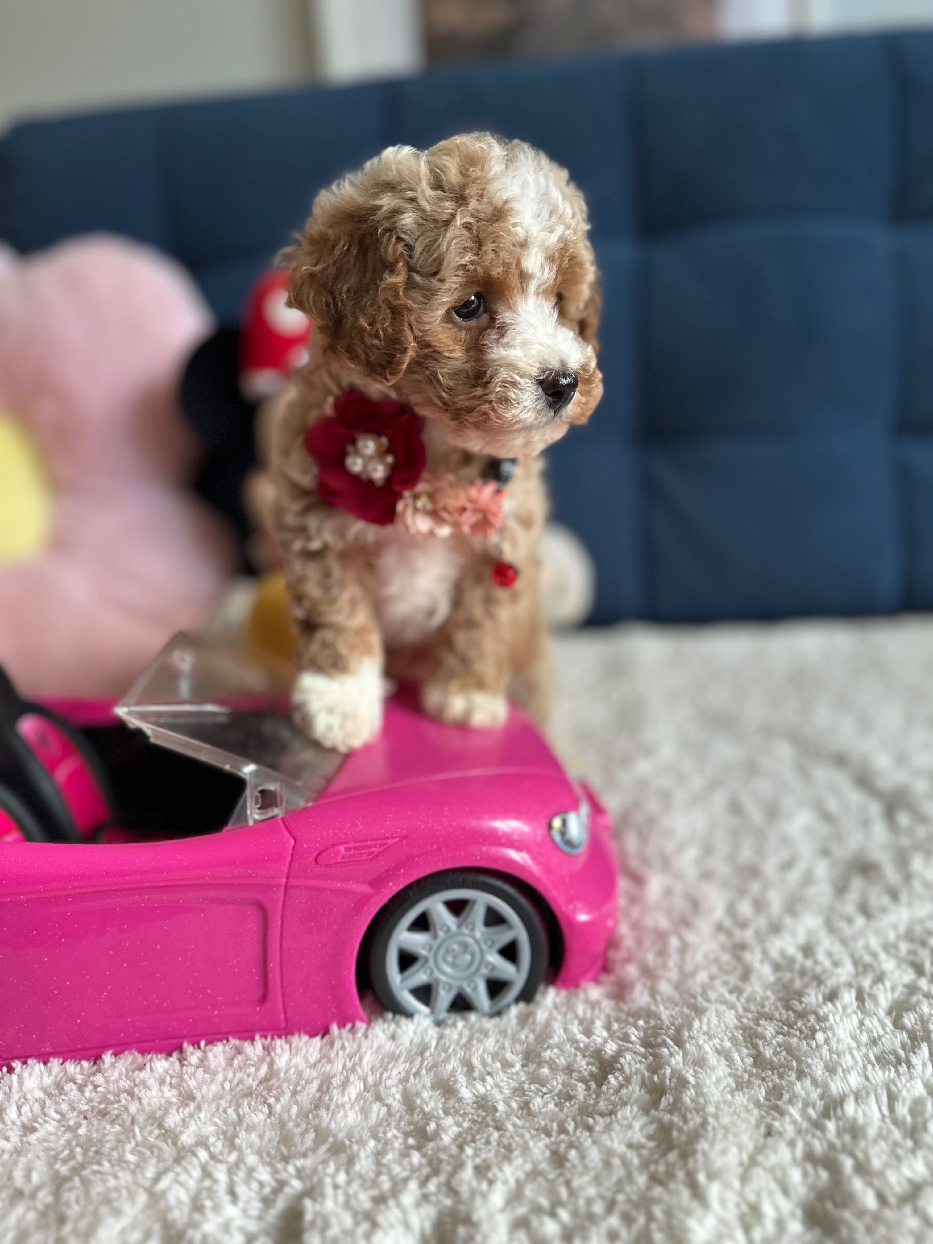 Śliczna Suczka Maltipoo!