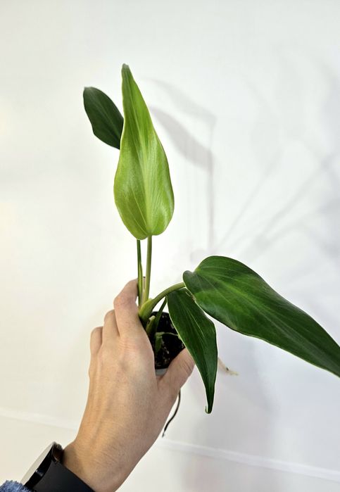 Monstera Burle Marx flame