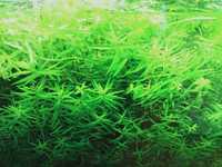 Rotala sp. green