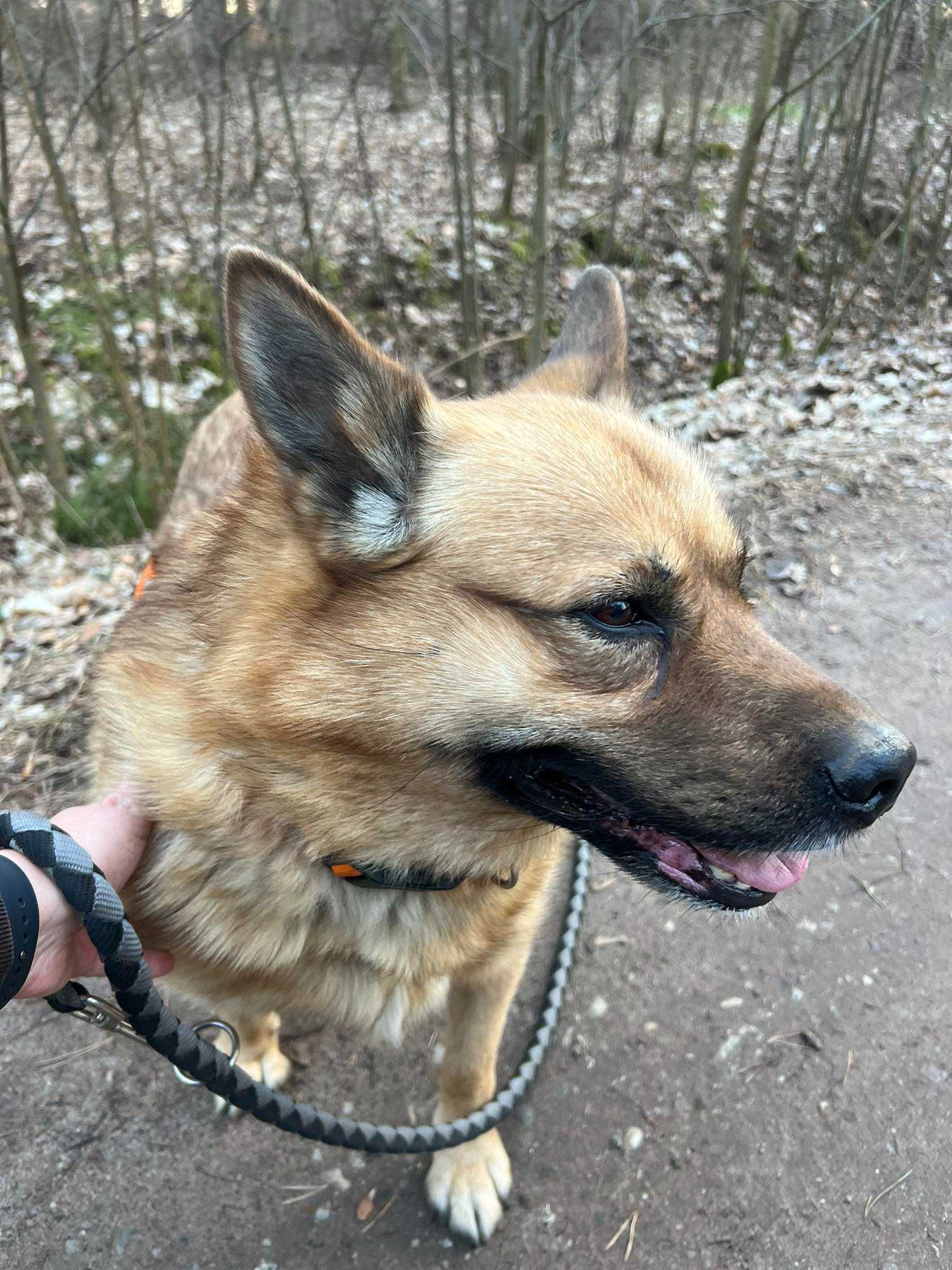 MAILO typ: Akita, 28kg, 5 lat