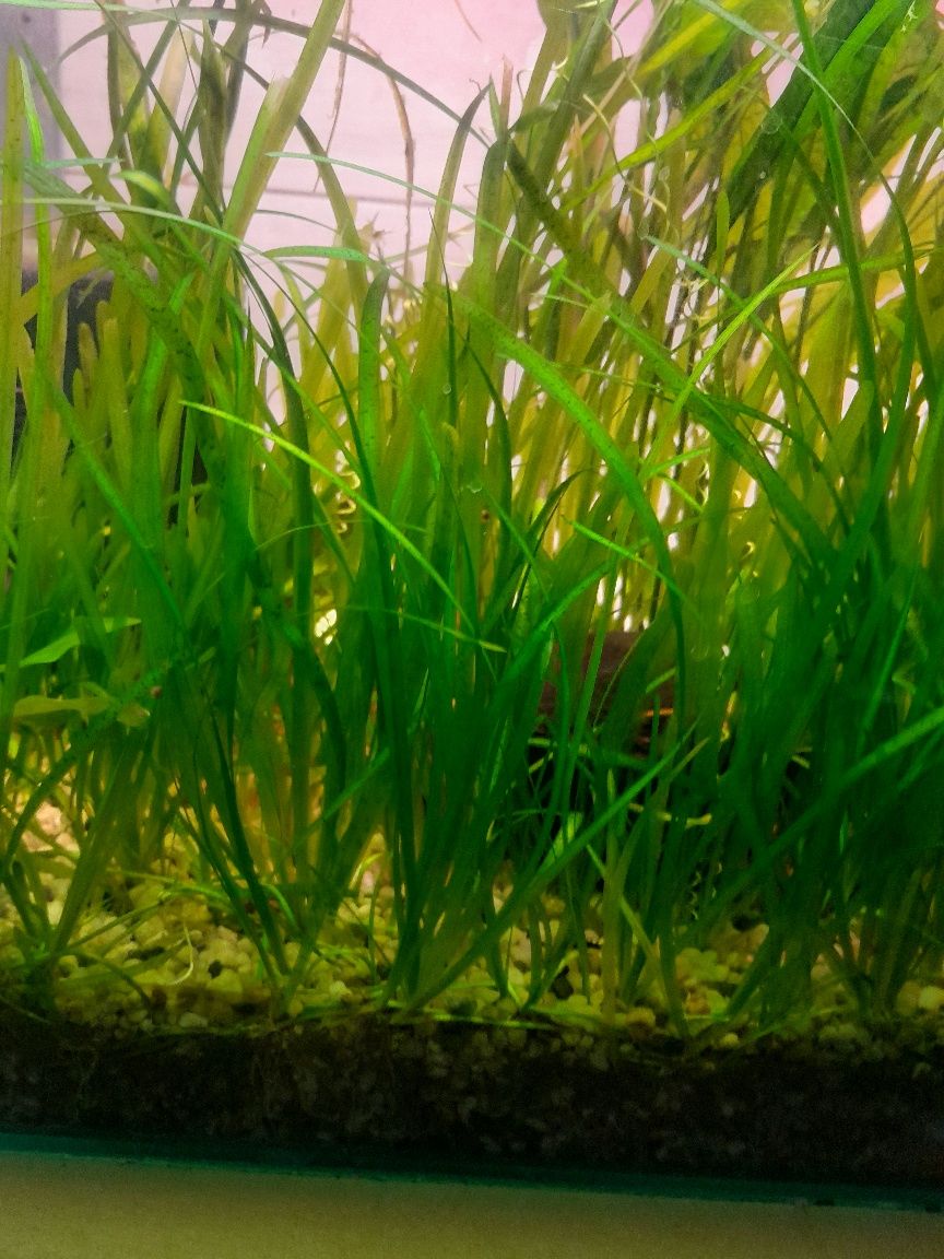 Nurzaniec "Vallisneria"