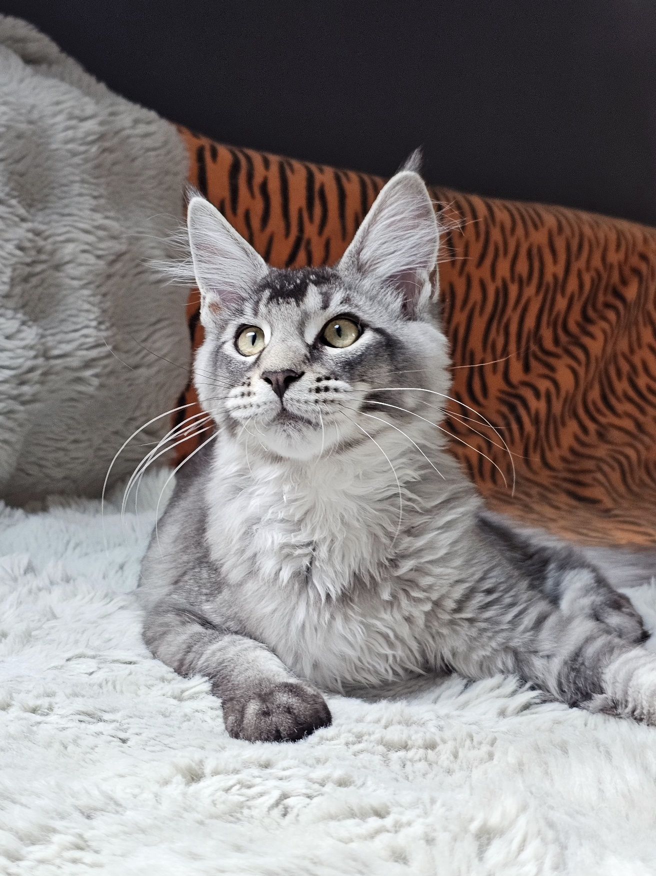 Kocurek rasy Maine Coon - rodowód FPL