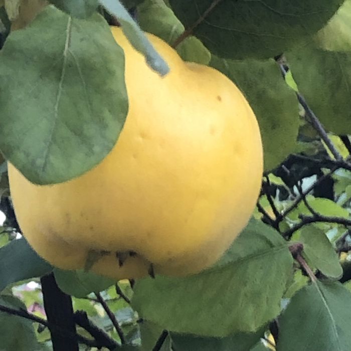 Pigwa piękne  ekologiczne owoce