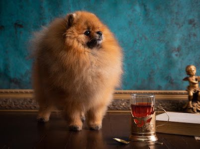 Кобель померанского шпица для вязки