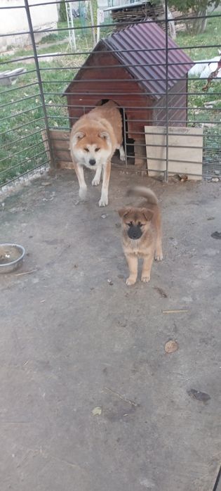 цуценя Акити ину