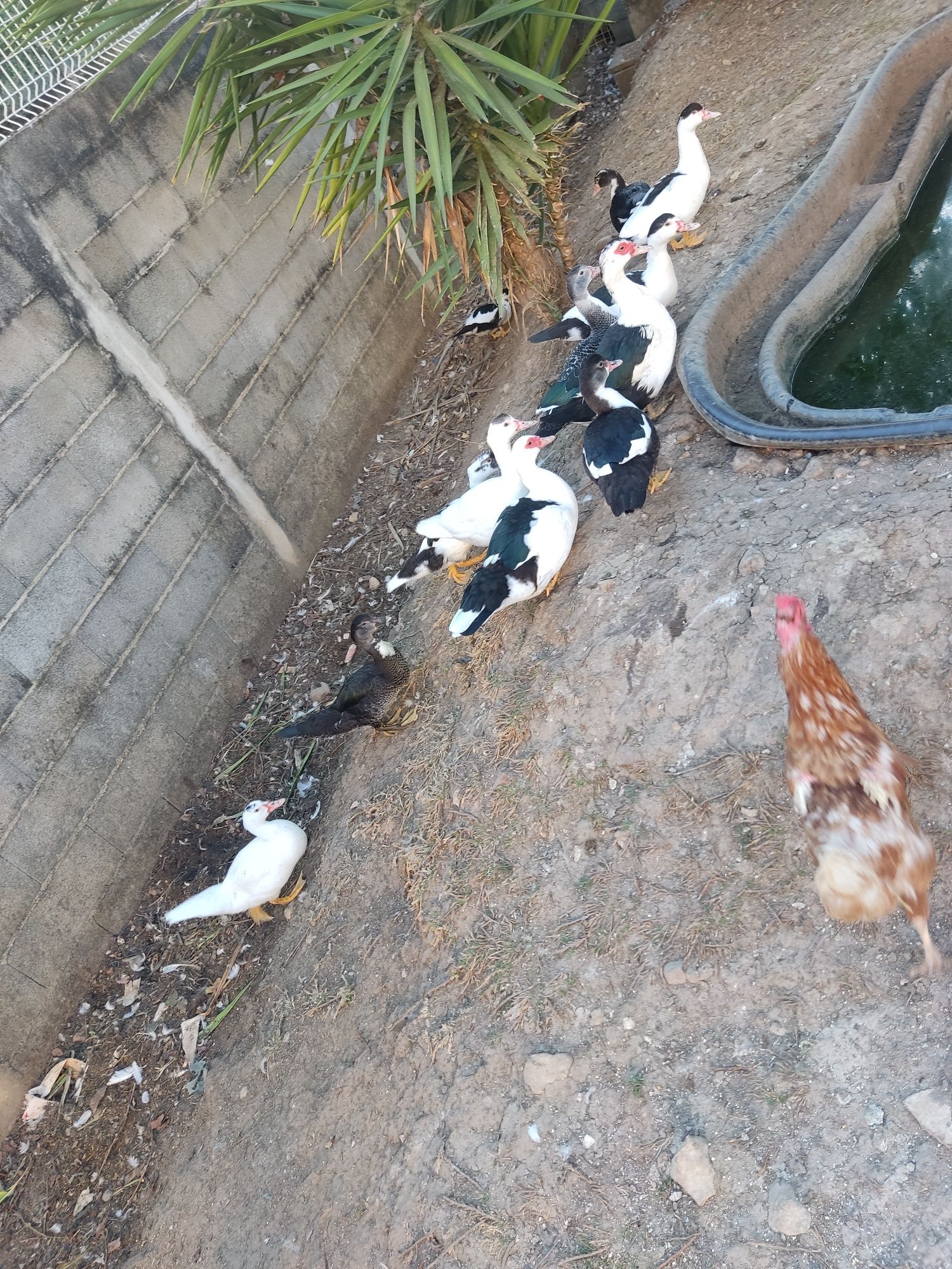 Vendo patos com 3 meses