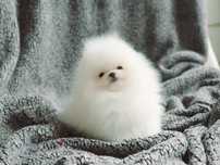 Szpic Miniaturowy Pomeranian ! WYJĄTKOWE szczenię ! Malenki puszek !