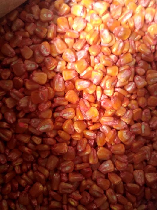 Кукурудза  посадочна сортова