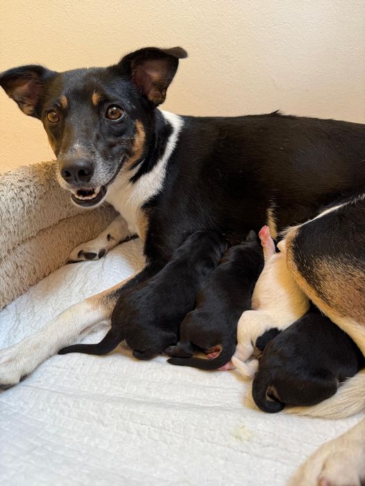 Cztery szczeniaczki do adopcji