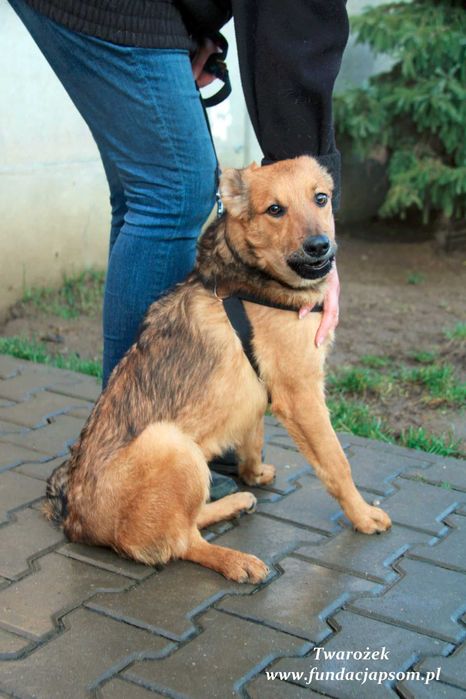 Twarożek - rozkoszny młodziak