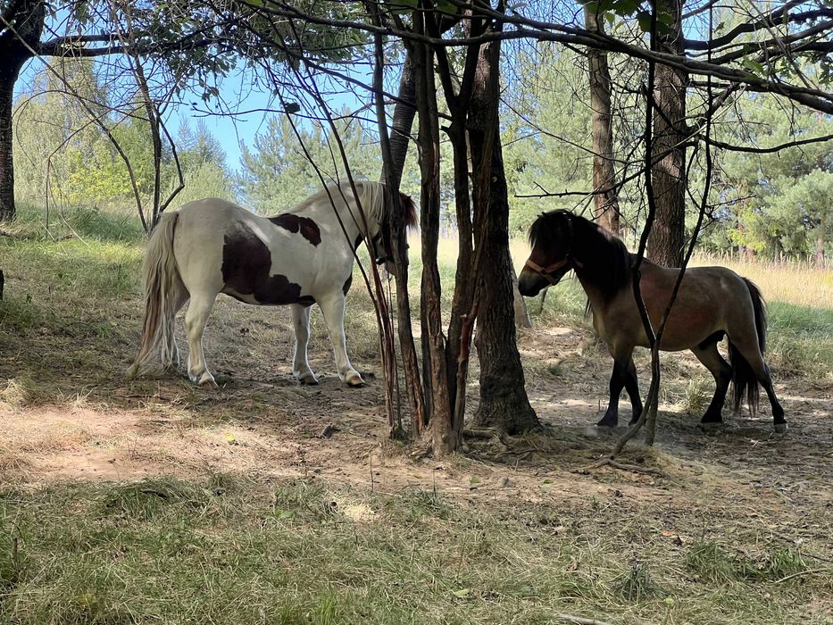 PILNE ogierek jasnogniady lub zamiana