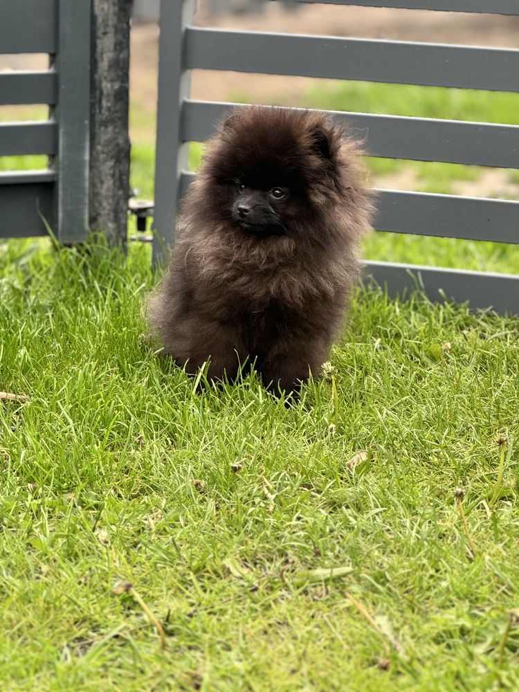 Szpic miniaturowy Pomeranian